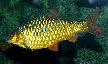 Name: Barbus spec., Lanaosee-Barbe