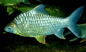 Hypsibarbus pierrei, Diamantbarbe