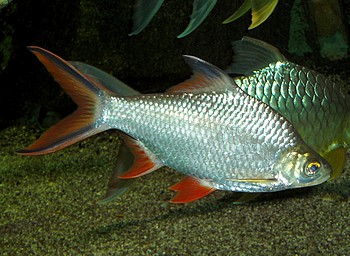 Barbodes schwanenfeldii, Brassenbarbe