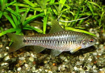 Barbus trispilomimus