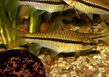 Enteromius holotaenia, Afrikanische Lngsstrichbarbe