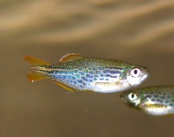 Brachydanio nigrofasciatus, Tpfelbrbling