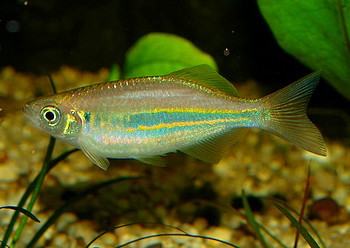 Danio aequipinnatus, Malabarkrpfling
