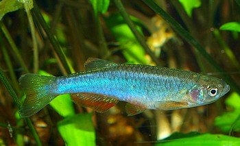 Brachydanio albolineatus, Schillerbrbling