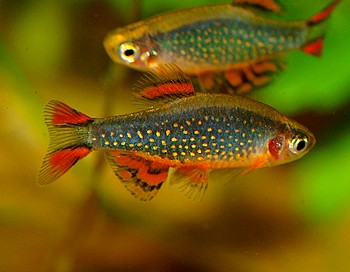 Danio margaritatus, Roter Perlhuhnkrpfling