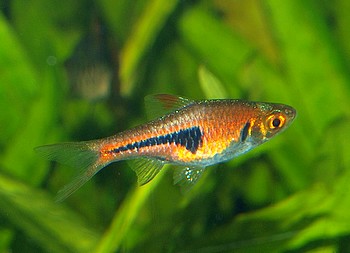 Rasbora espei, Espes Brbling