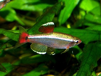 Tanichthys albonubes, Kardinalfisch