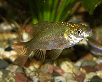 Carassius carassius, Karausche