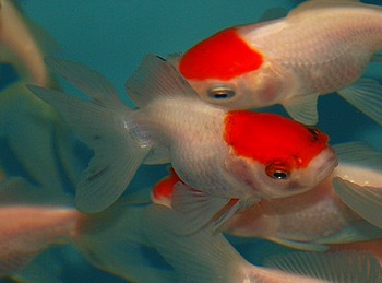 Carassius gibelio auratus, Schleierschwanz