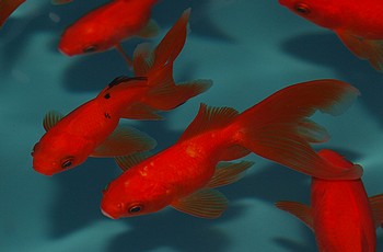 Carassius gibelio auratus, Schleierschwanz