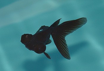 Carassius gibelio auratus, Schleierschwanz