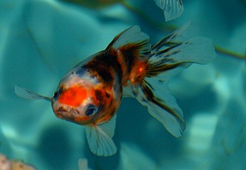 Carassius gibelio auratus, Schleierschwanz