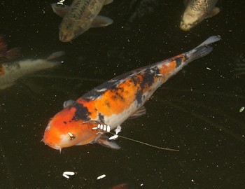 Cyprinus carpio, Koi