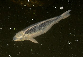 Cyprinus carpio, Koi