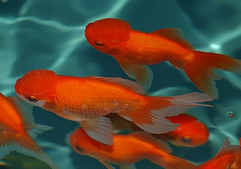 Carassius gibelio auratus, Schleierschwanz