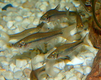 Pseudorasbora parva, Blaubandkrpfling