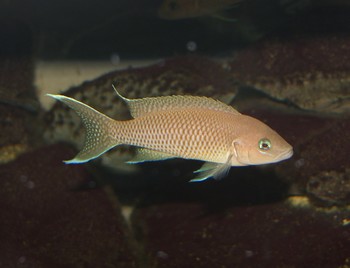 Neolamprologus marunguensis