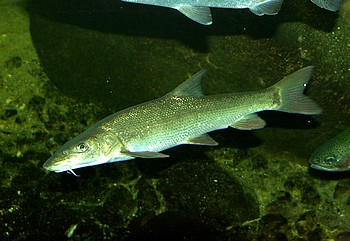 Barbus meridionalis, Sdeuropische Flussbarbe