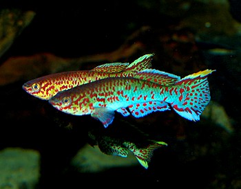 Aphyosemion cf. roloffi, Roloffs Prachtkrpfling