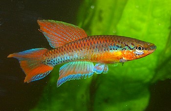 Aphyosemion bitaeniatum 