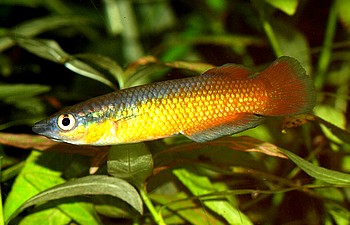 Pachypanchax sakaramyi , Madagaskar-Hechtling