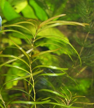 Potamogeton gayi, Gays Laichkraut