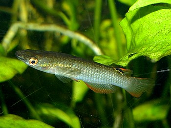 Aplocheilus panchax, Gemeiner Hechtling