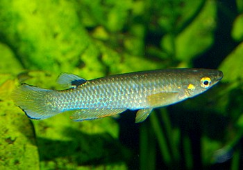 Aplocheilus panchax, Gemeiner Hechtling