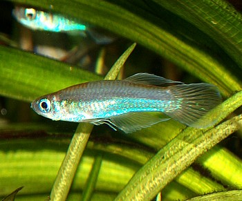 Poropanchax luxophthalmus