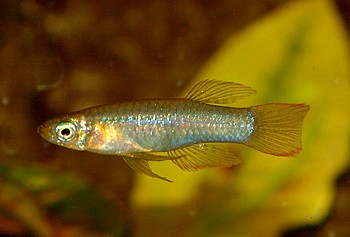 Poropanchax luxophthalmus