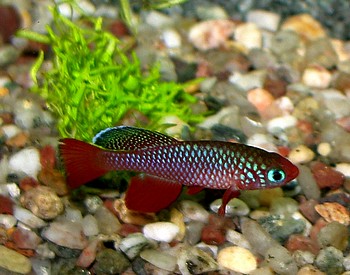 Nothobranchius rubripinnes
