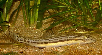 Cobitis spec., Chinesischer Steinbeier