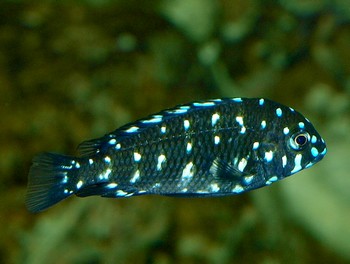 Tropheus duboisi, Weipunkt-Brabantbuntbarsch