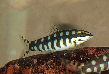 Botia sidthimunki, Schachbrettschmerle