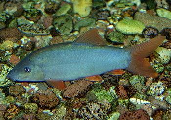 Yasuhikotakia modesta, Grne Schmerle