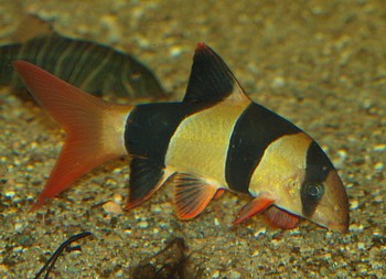 Chromobotia macracanthus, Prachtschmerle