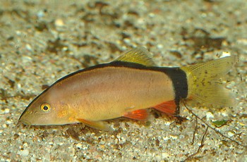 Yasuhikotakia morleti, Mausschmerle