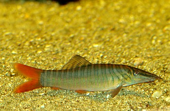 Syncrossus hymenophysa, Grne Tigerschmerle