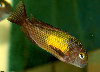 Tropheus moori, Brabantbuntbarsch -  Katoto