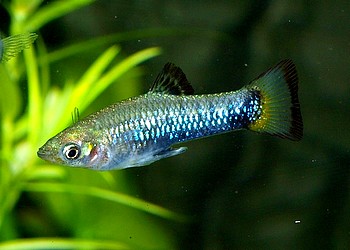 Limia melanogaster, Dreifarbiger Jamaika-Krpfling