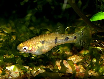 Poeciliopsis gracilis, Seitenfleckkrpfling