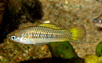 Xiphophorus cortezi, Cortez-Schwerttrger