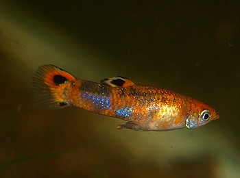 Micropoecilia picta, Pfauenaugenkrpfling