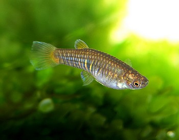 Neoheterandria elegans, Zwerg-Schmuckkrpfling