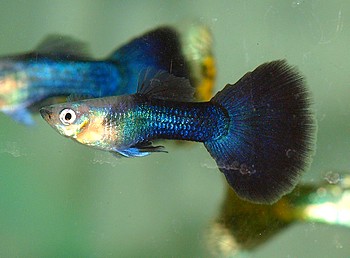 Poecilia reticulatus, Guppy