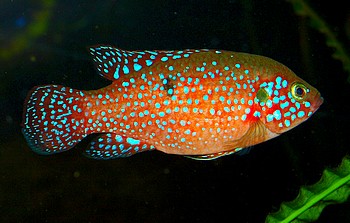 Hemmichromis lifalili, Lifalilis-Buntbarsch