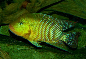 Sarotherodon galilaeus, Prachtmaulbrter