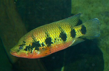 Hemichromis fasciatus