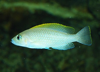 Neolamprologus leloupi
