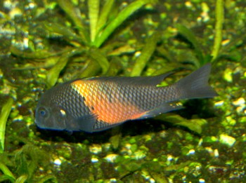 Tropheus moori, Brabantbuntbarsch - Bemba
